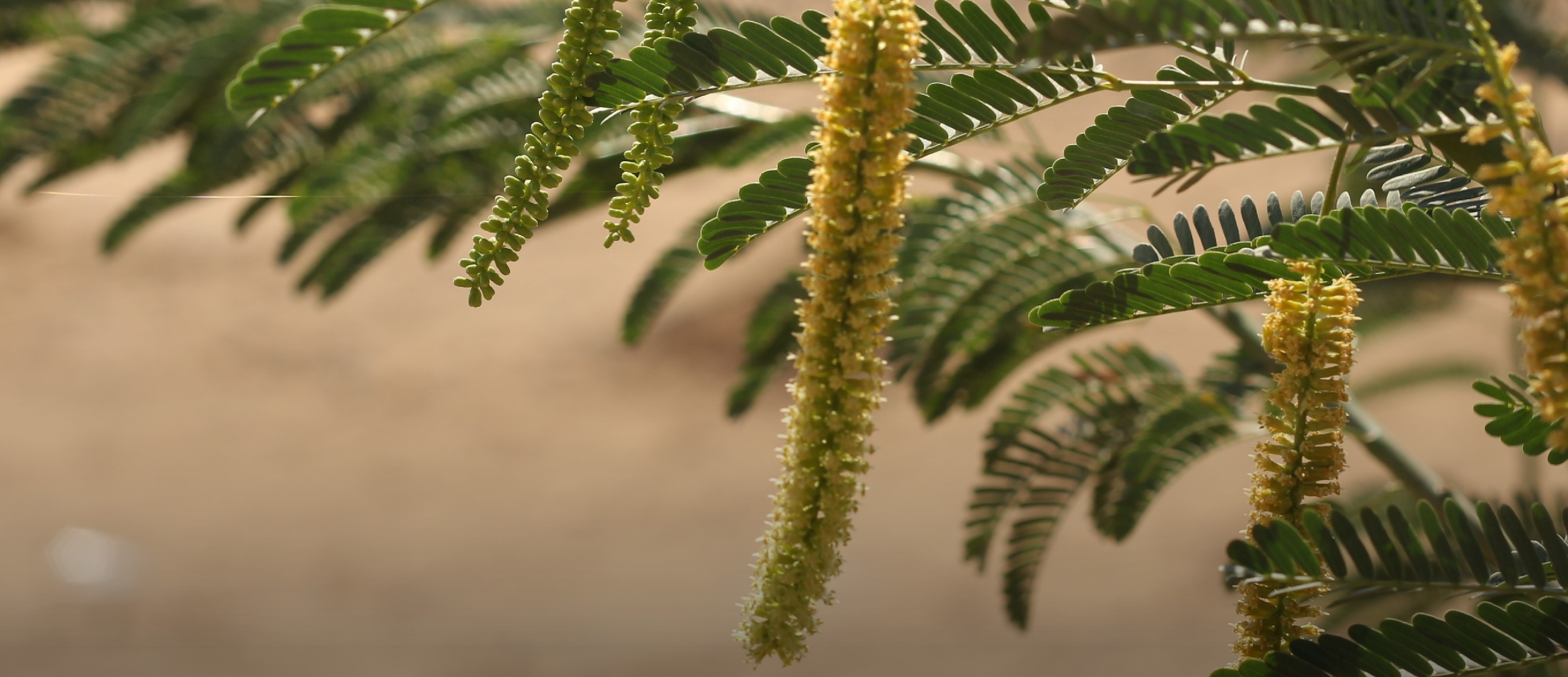 التمويــل المســـتدام