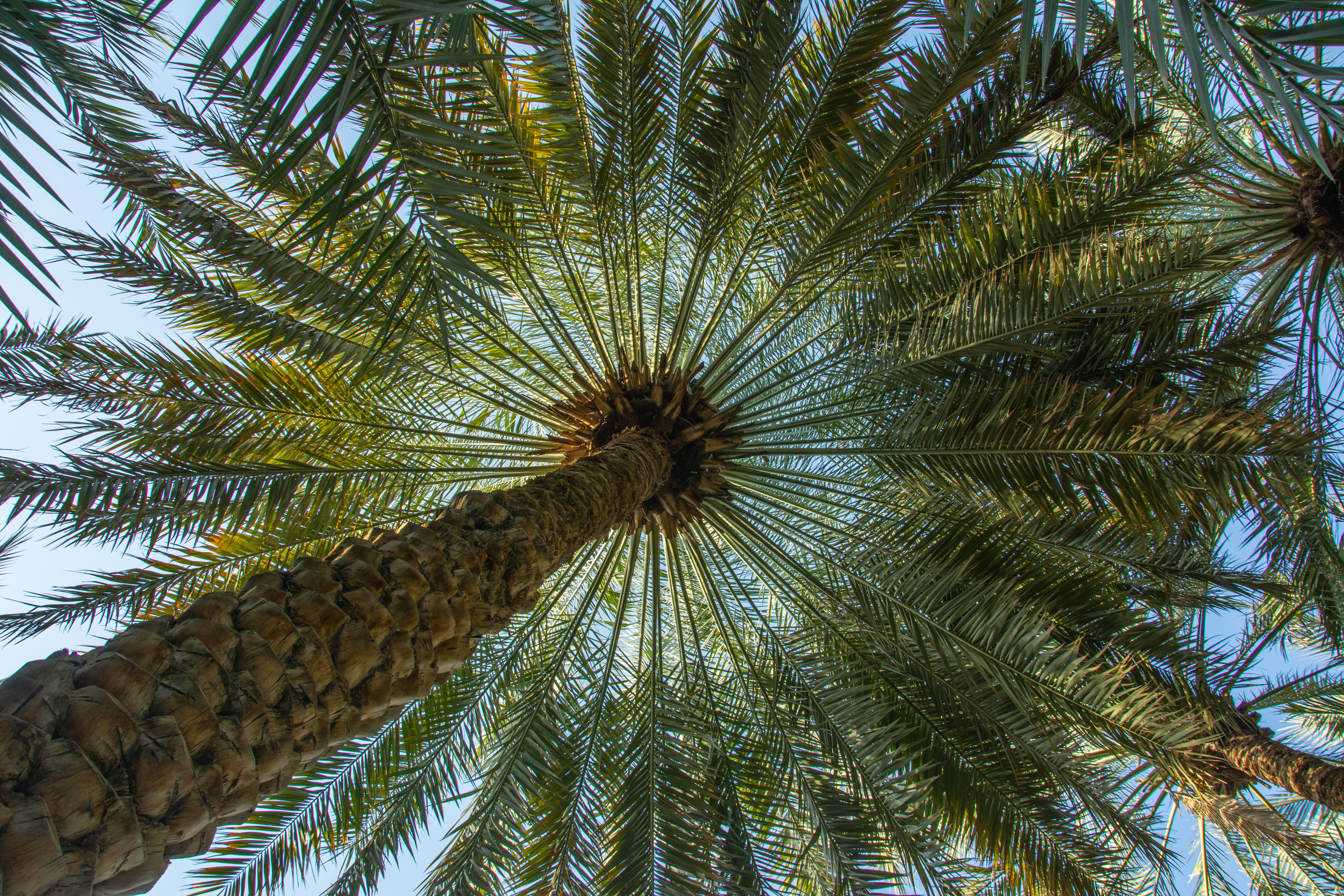 المالية الإسلاميــة المســـتدامة 